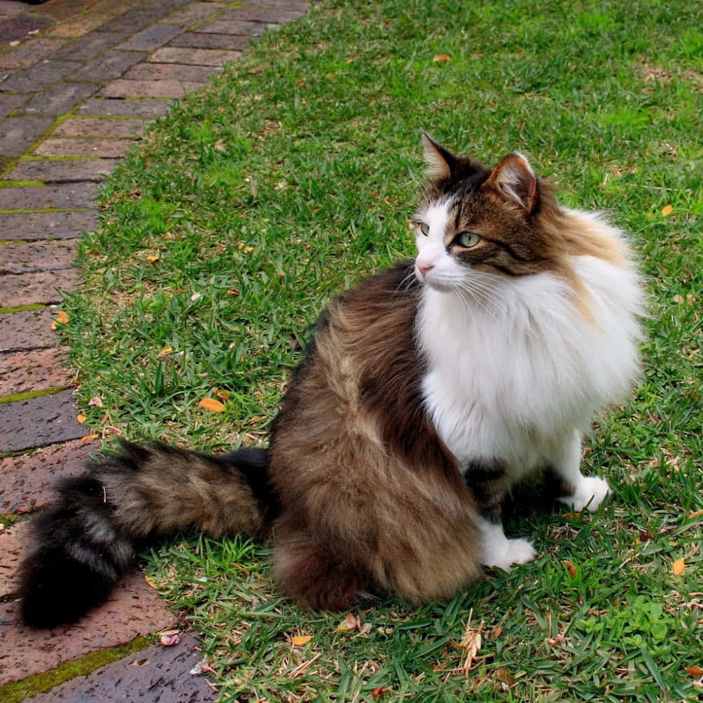 Norwegian Forest Cat, brown white and black fur, green grass, SD Desktop Wallpaper