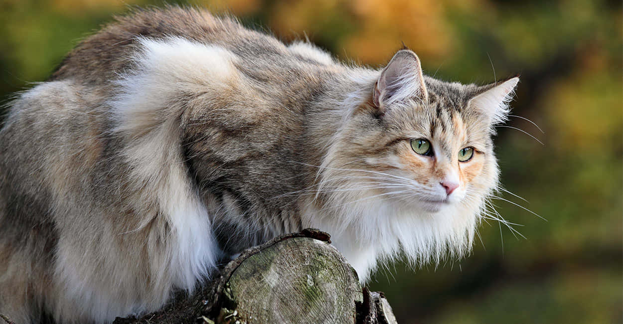 Norwegian Forest Cat, mossy tree stump, autumnal background, SD Desktop Wallpaper
