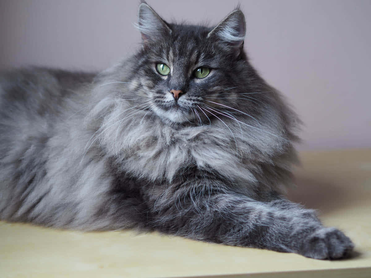 Norwegian Forest Cat, fluffy gray cat, striking green eyes, SD Desktop Wallpaper