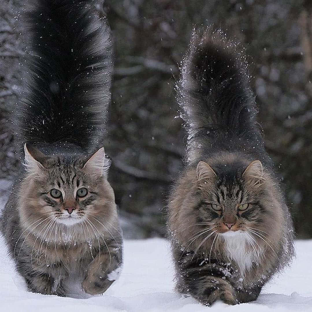 Norwegian Forest Cat, falling snow, winter forest, SD Desktop Wallpaper