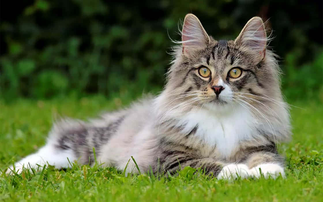 Norwegian Forest Cat, yellow eyes, vibrant green grass, SD Desktop Wallpaper