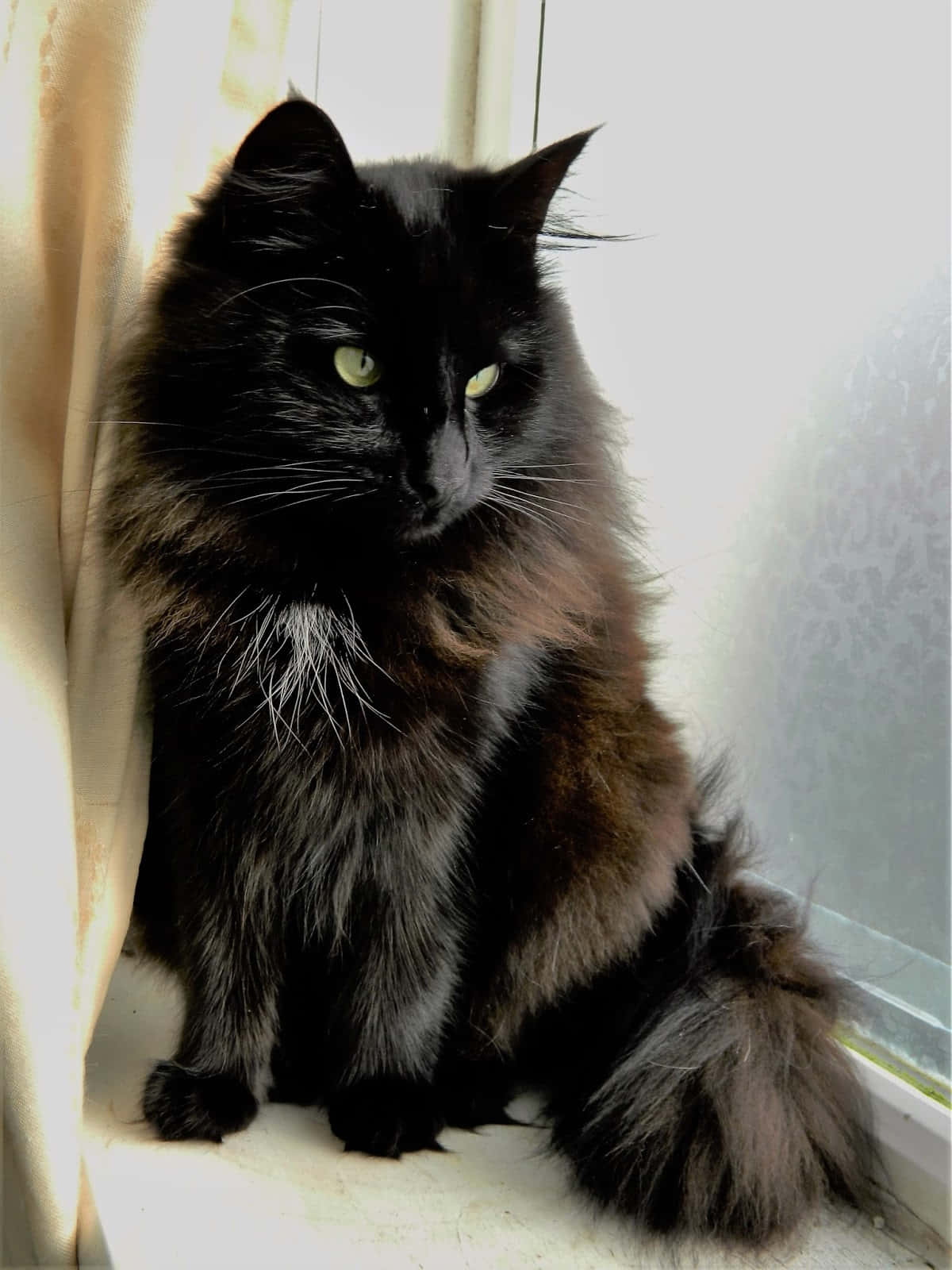 Norwegian Forest Cat, black, green eyes, HD Phone Wallpaper