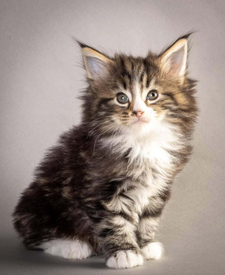 Norwegian Forest Cat, fluffy tabby kitten, striking blue eyes, SD Phone Wallpaper
