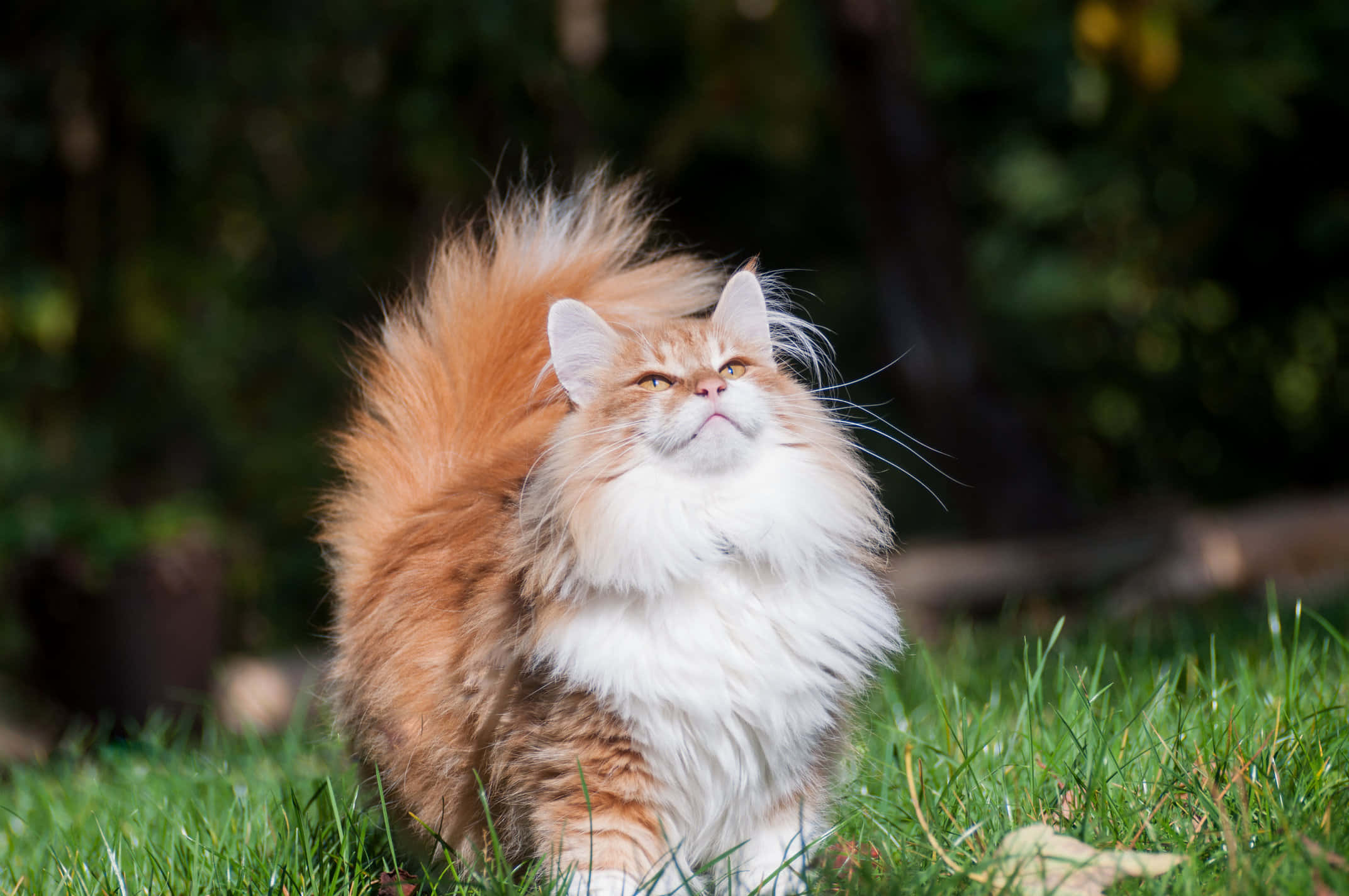 Norwegian Forest Cat, orange and white, green grass, Full HD Desktop Wallpaper