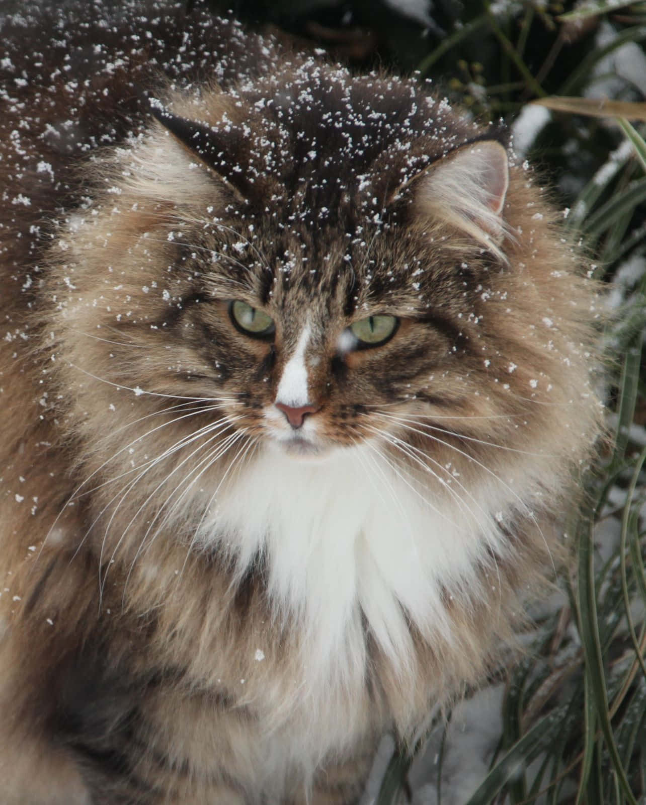Norwegian Forest Cat, brown and white, green eyes, HD Phone Wallpaper