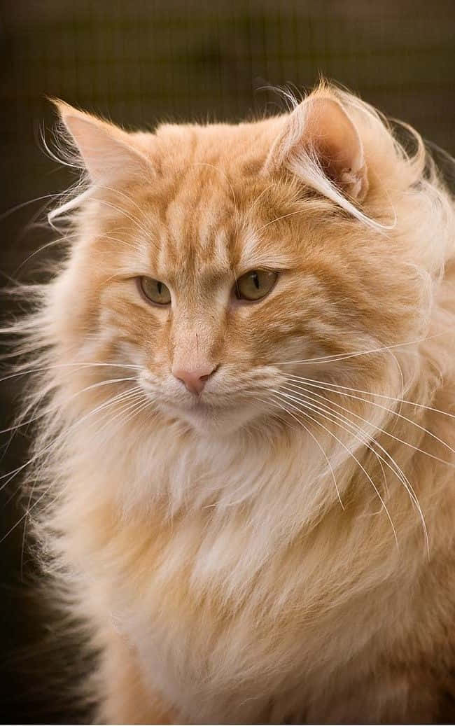 Norwegian Forest Cat, fluffy orange tabby, intense green eyes, SD Phone Wallpaper