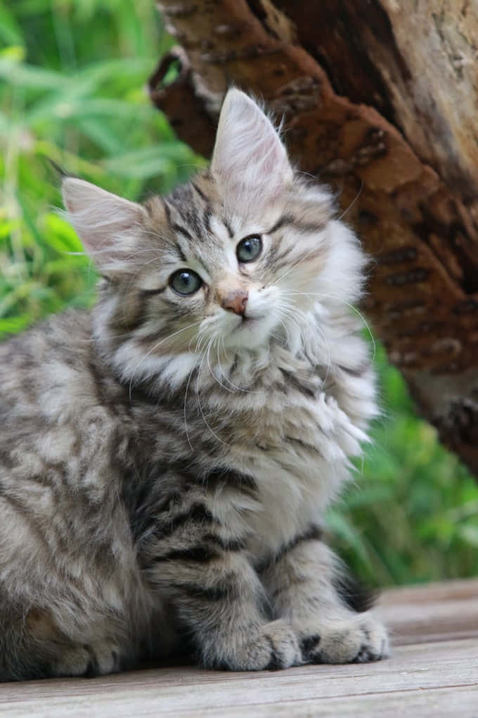 Norwegian Forest Cat, fluffy tabby kitten, striking blue eyes, SD Phone Wallpaper