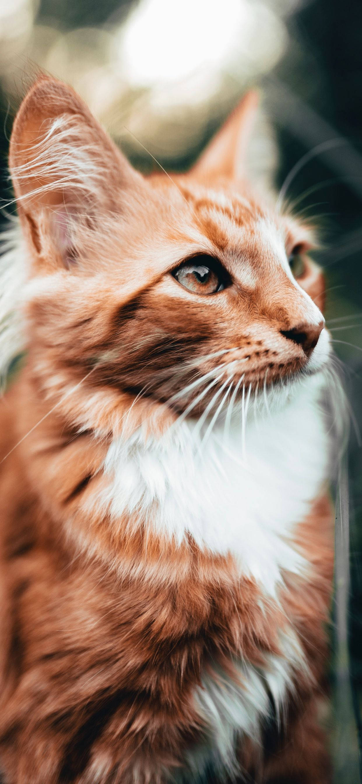 Norwegian Forest Cat, fluffy, ginger and white, 2K Phone Wallpaper