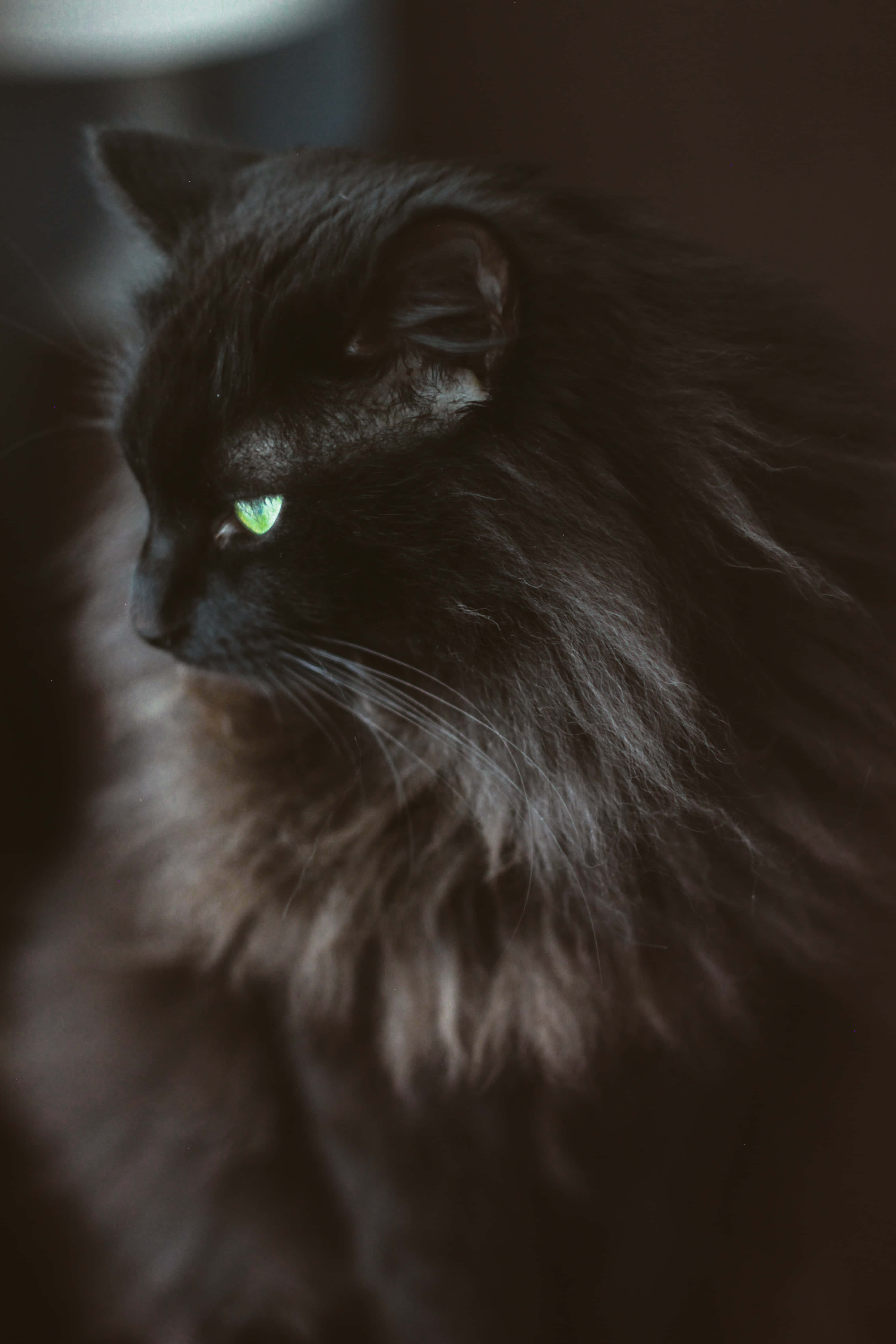 Black Norwegian Forest Cat, green eyes, fluffy, 4K Phone Wallpaper