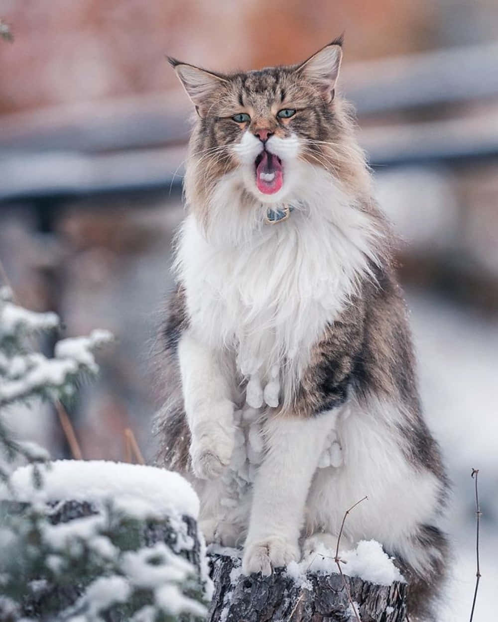Norwegian Forest Cat, snow-covered tree stump, winter, SD Phone Wallpaper