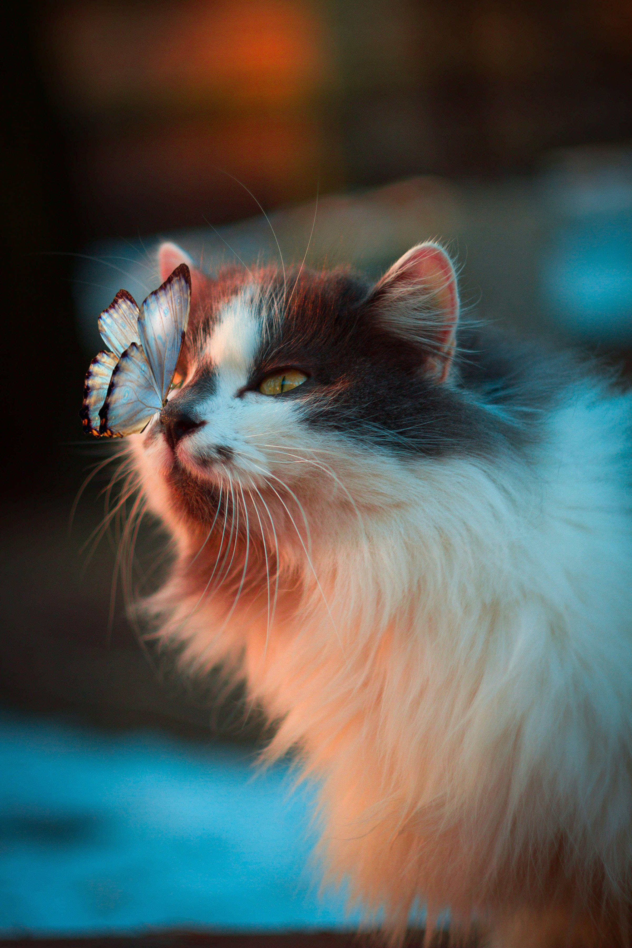 Norwegian Forest Cat, butterfly, calico, 2K Phone Wallpaper
