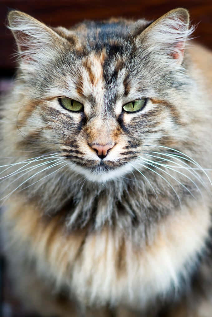 Norwegian Forest Cat, calico, green eyes, SD Phone Wallpaper