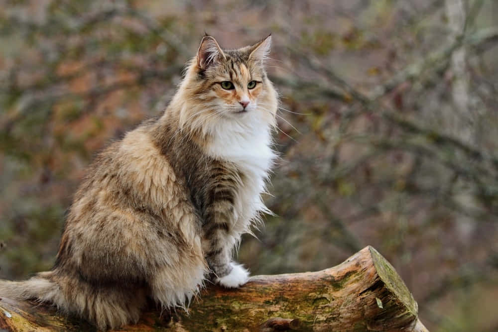 Norwegian Forest Cat, fluffy long-haired cat, green eyes, SD Desktop Wallpaper