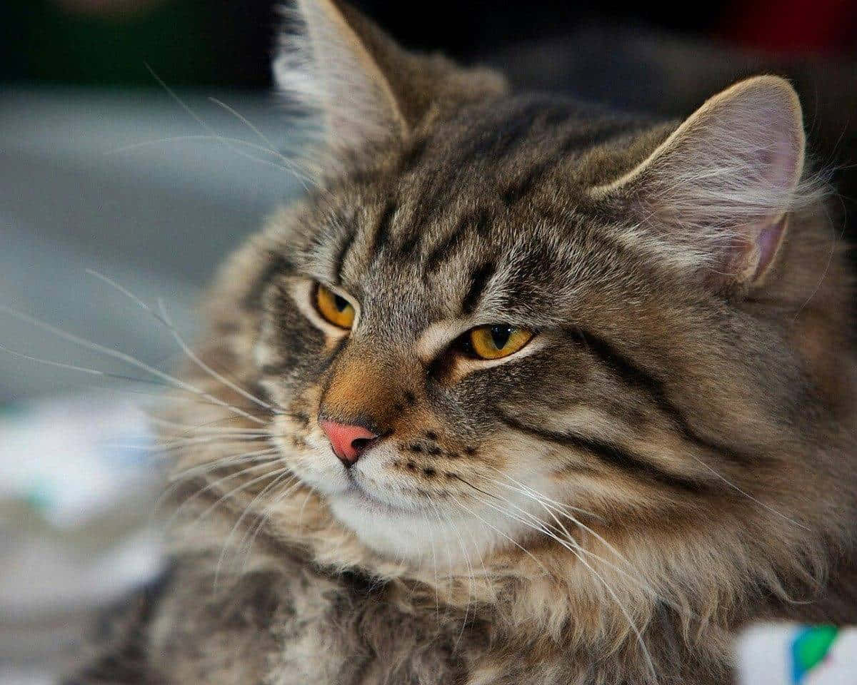 Norwegian Forest Cat, fluffy tabby cat, yellow eyes, SD Desktop Wallpaper