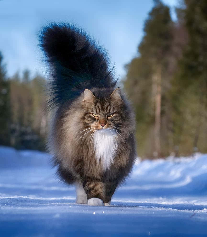 Norwegian Forest Cat, fluffy tabby cat, bushy tail, SD Phone Wallpaper