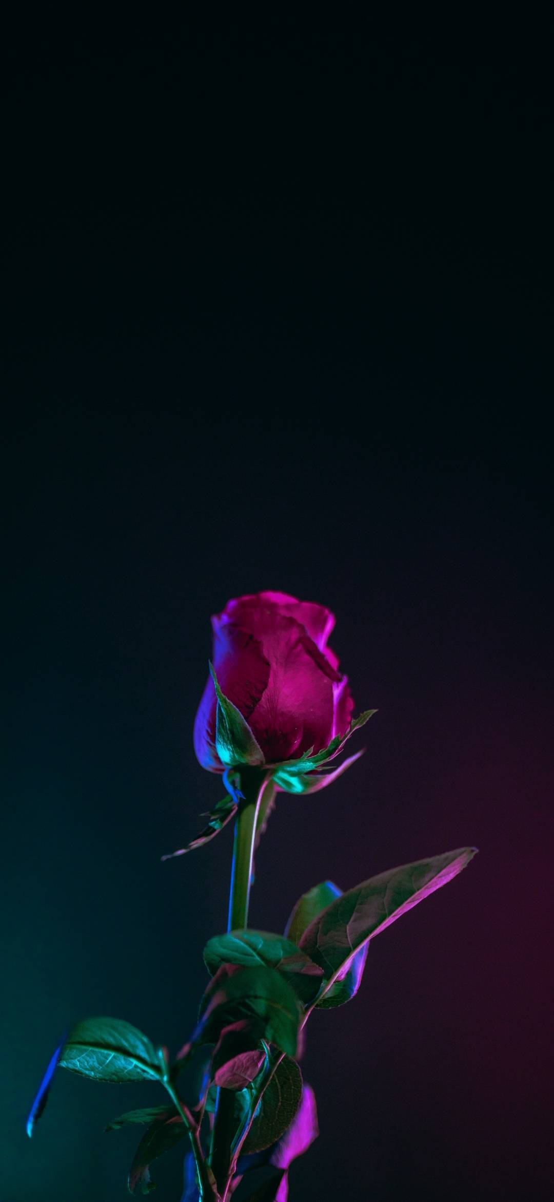 Note 10 Plus, Red Rose, magenta rosebud, Full HD Phone Wallpaper