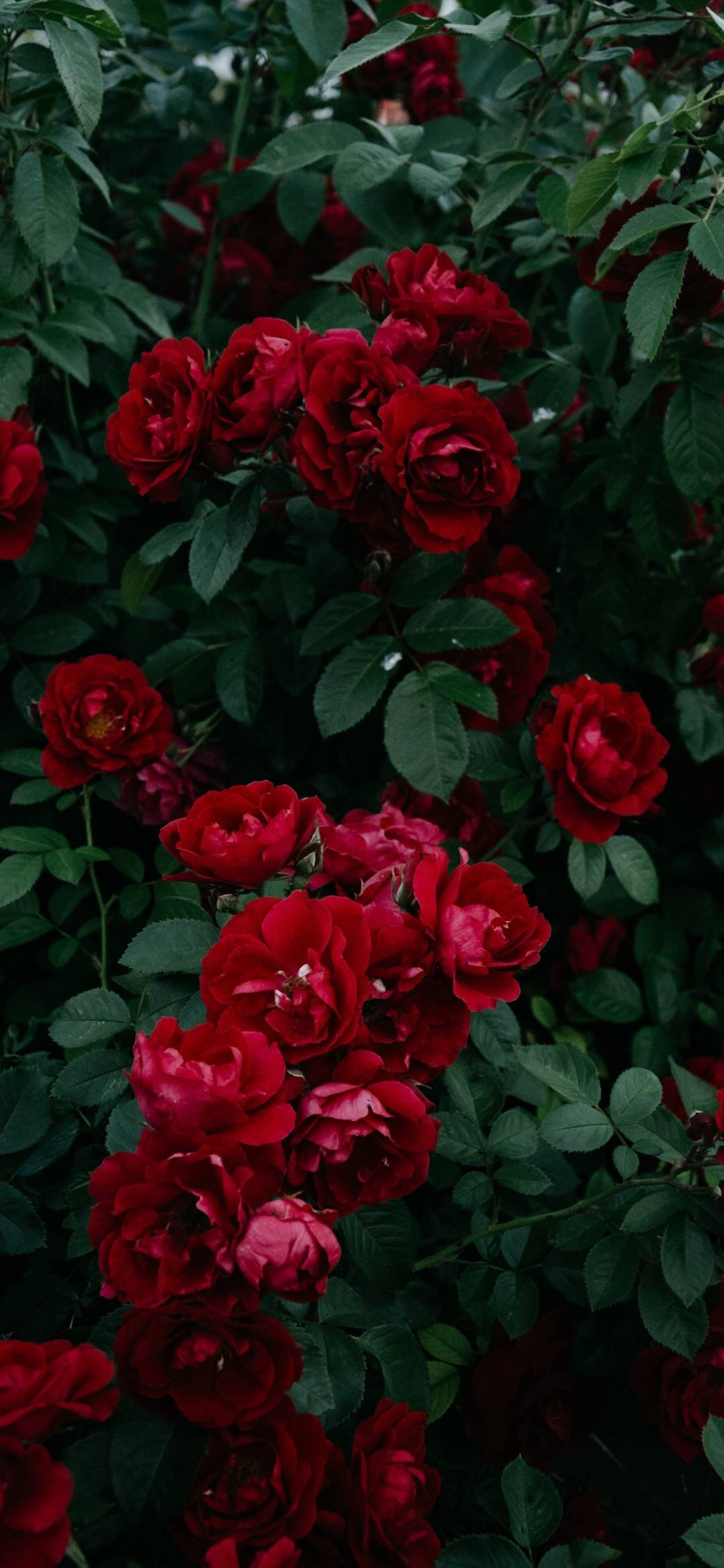 Note 10 Plus, rose bush, deep crimson roses, Full HD Phone Wallpaper