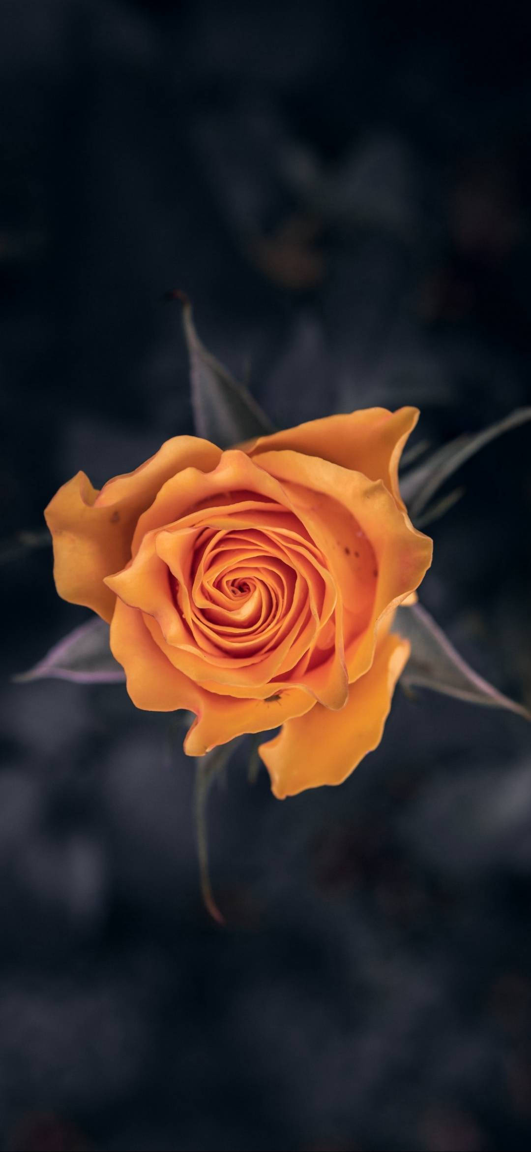 Note 10 Plus, Orange Rose, dark moody background, Full HD Phone Wallpaper