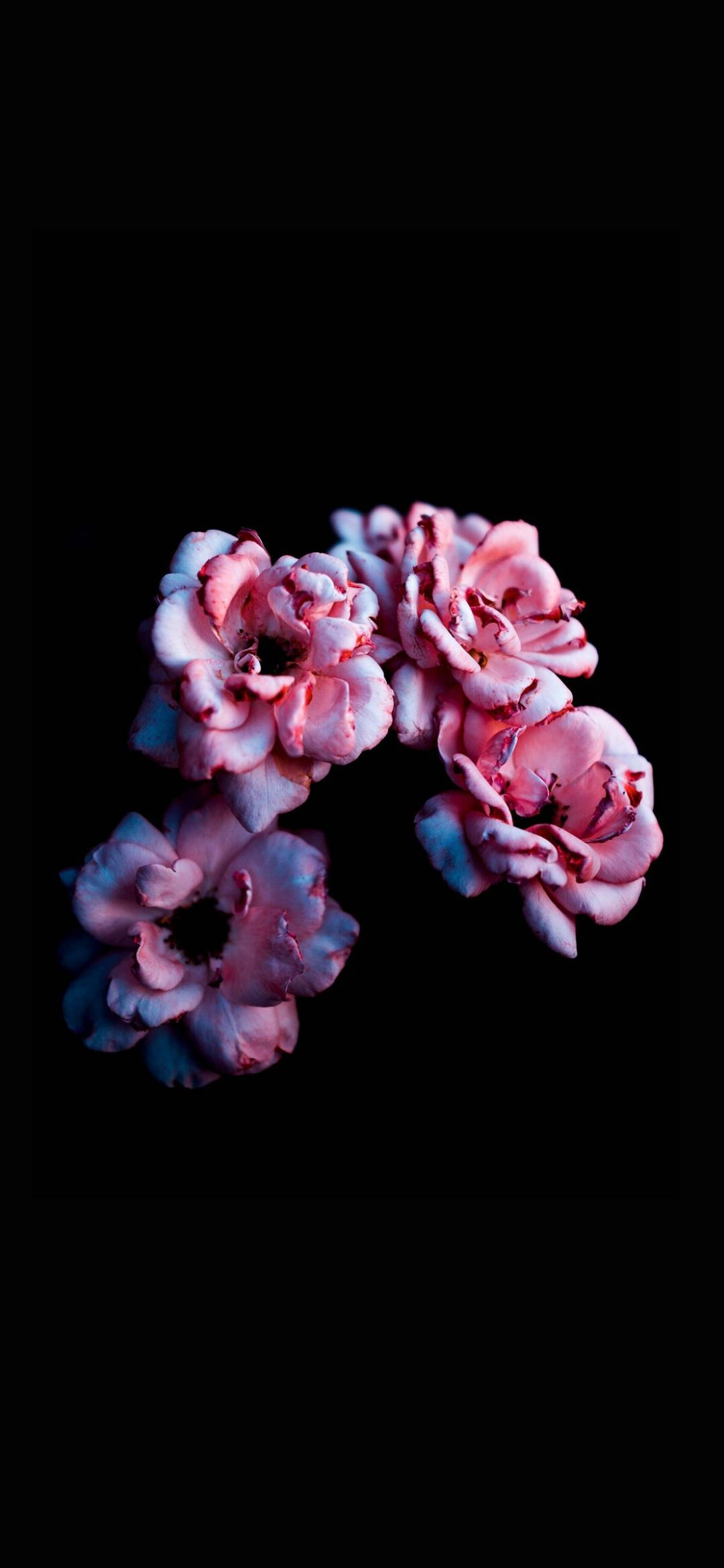 Note 10 Plus, pink flowers, black background, Full HD Phone Wallpaper