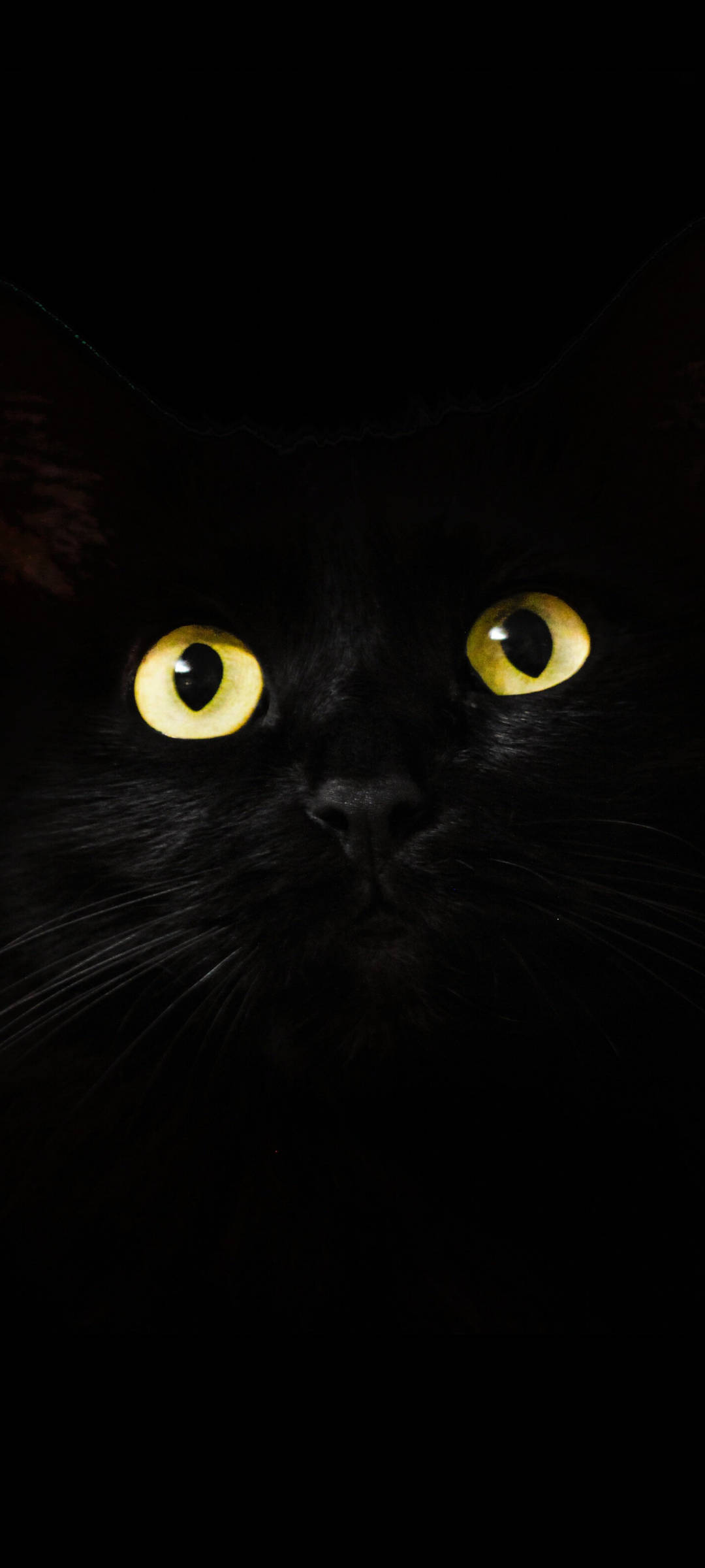Note 10 Plus, black cat, yellow eyes, Full HD Phone Wallpaper