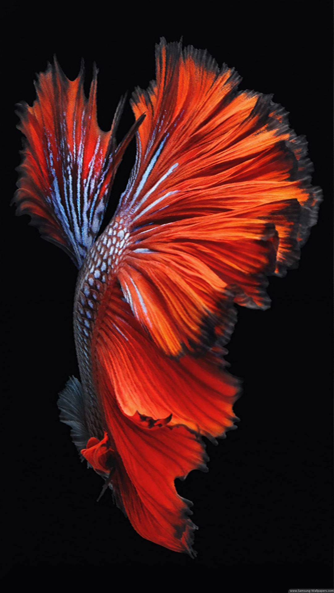 betta fish, red, blue, Full HD Phone Wallpaper