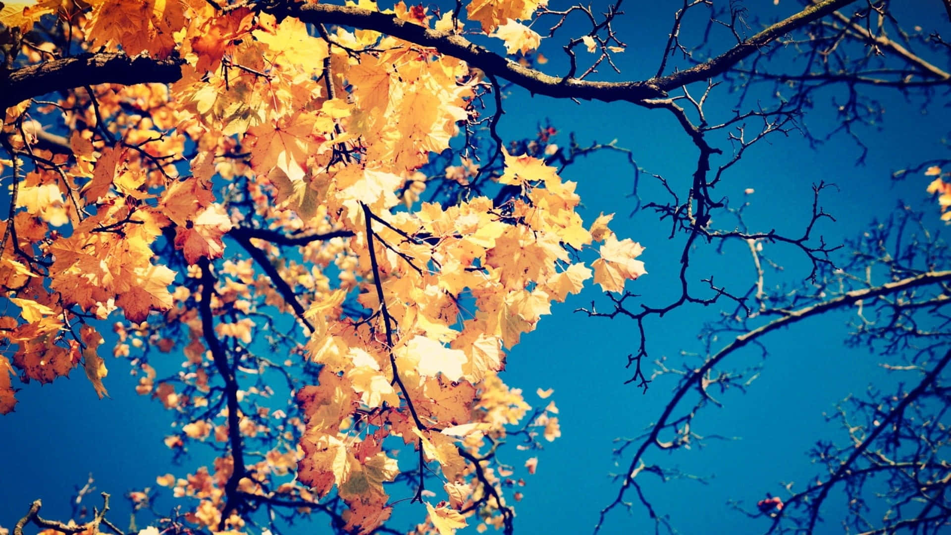 autumn, golden maple leaves, deep blue sky, Full HD Desktop Wallpaper