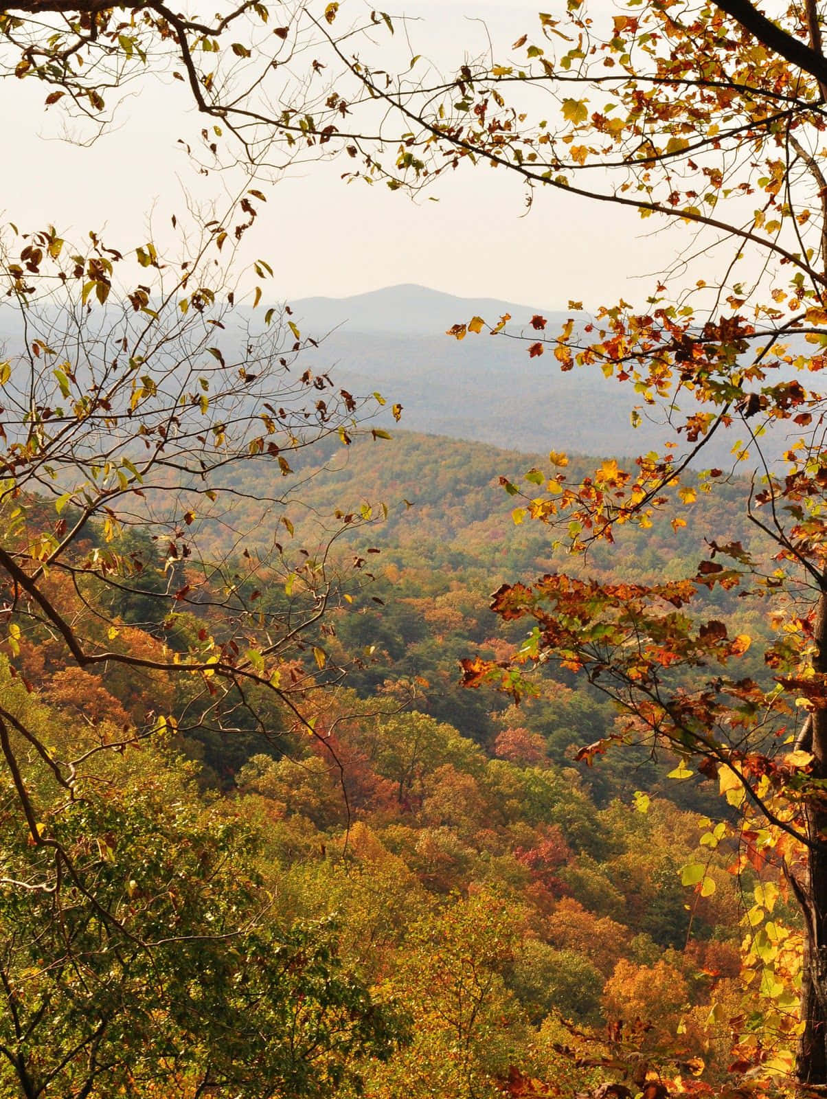 November Fall, autumn forest canopy, distant mountain range, HD Phone Wallpaper