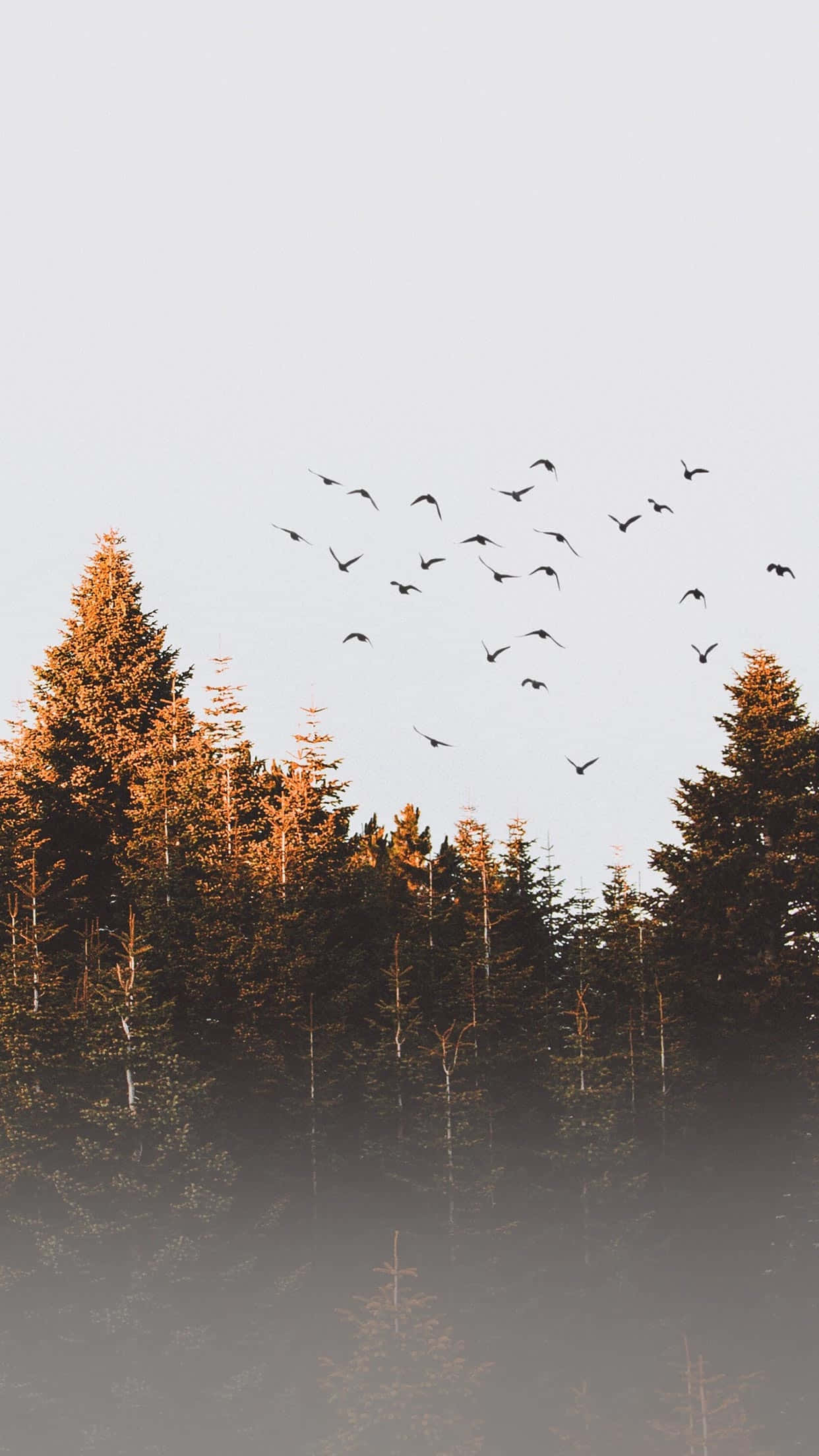 November Fall, birds, misty forest, Full HD Phone Wallpaper