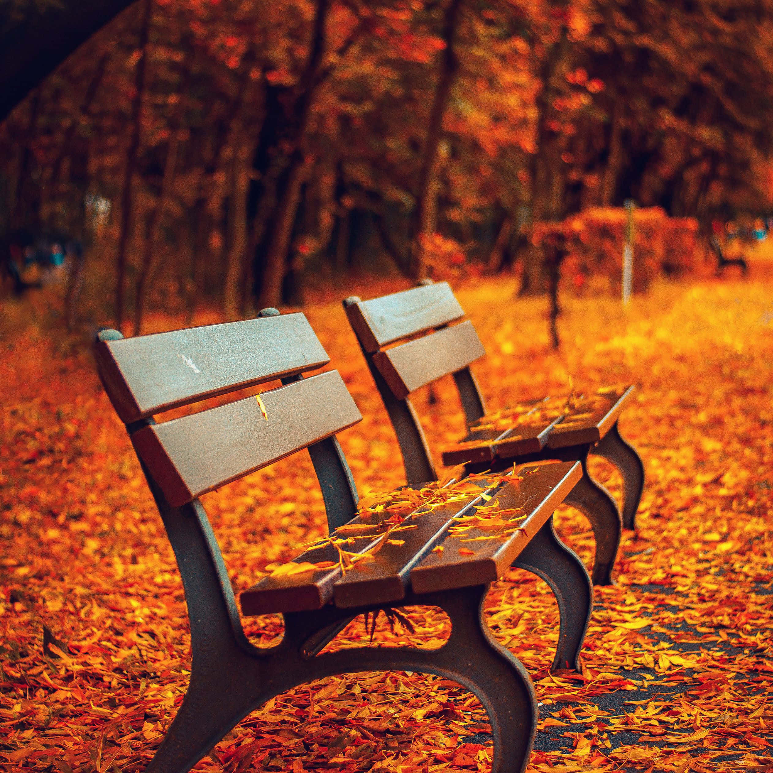 November Fall, wooden park benches, golden orange autumn leaves, Full HD Desktop Wallpaper