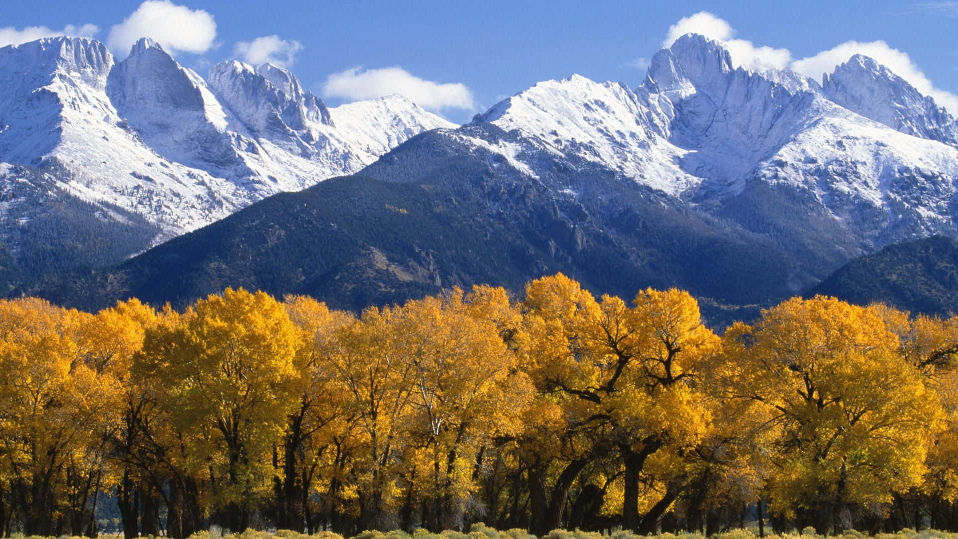 November Fall, golden aspen trees, snow-capped mountains, Full HD Desktop Wallpaper