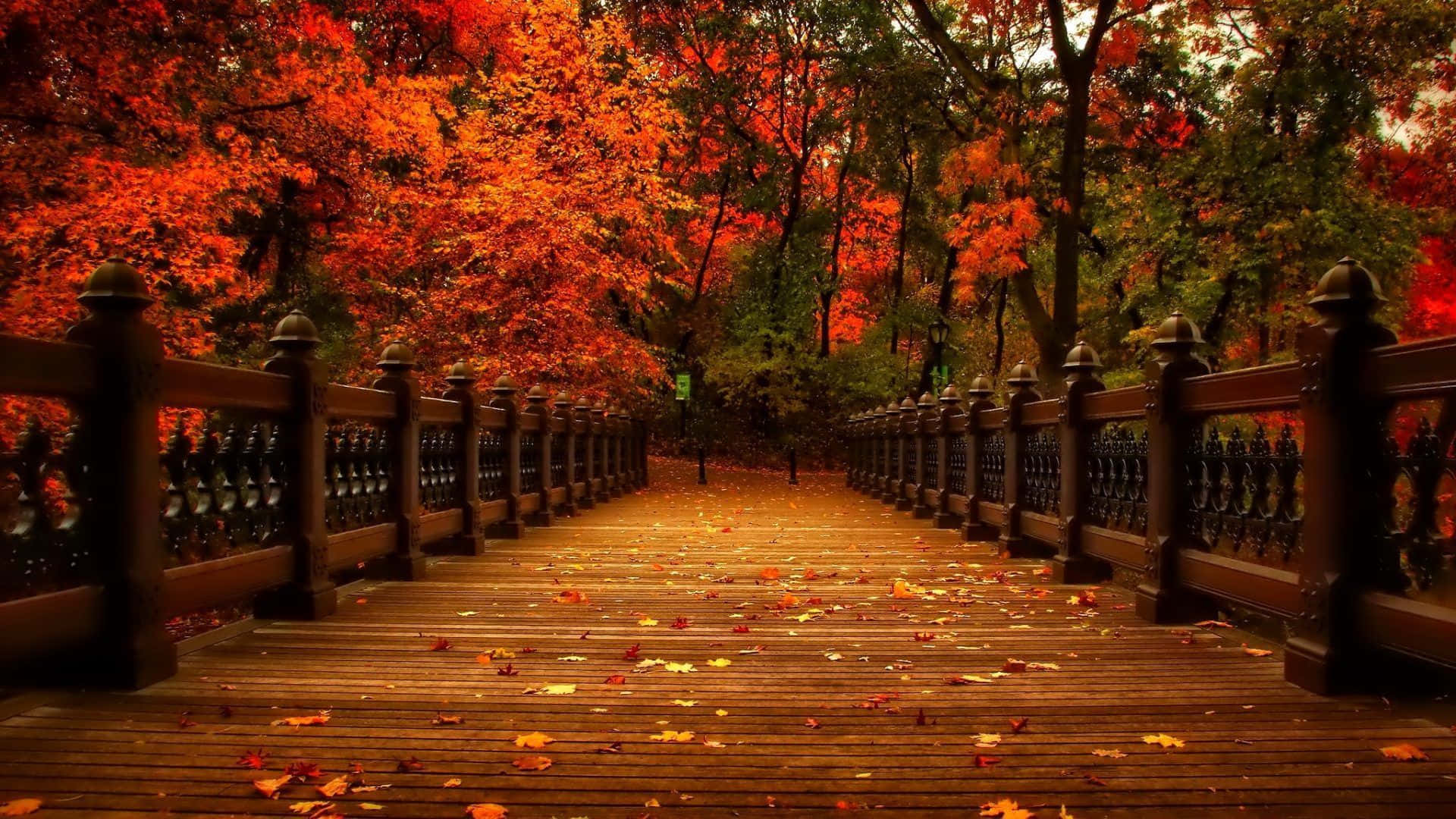 November Fall, forest bridge, wooden bridge, Full HD Desktop Wallpaper
