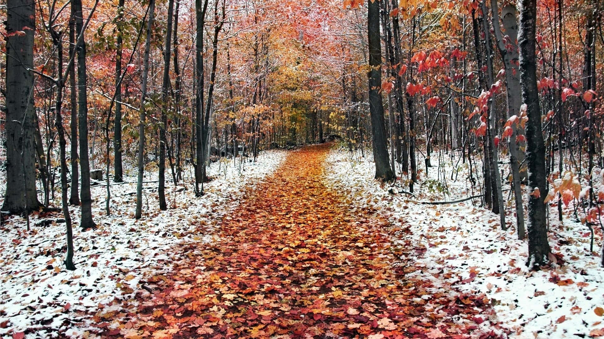 November Fall, red leaves, orange leaves, Full HD Desktop Wallpaper