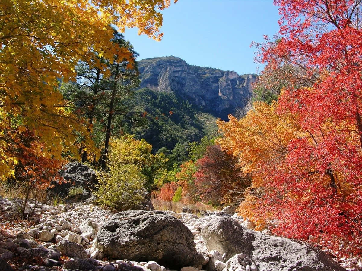 November Fall, fiery reds, golds, SD Desktop Wallpaper