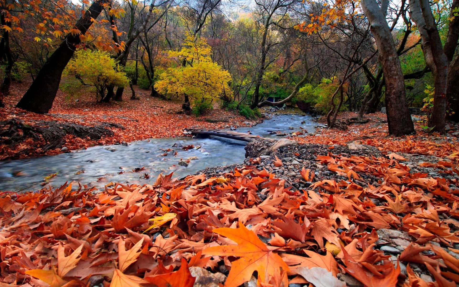 November Fall, autumn forest, winding stream, Full HD Desktop Wallpaper