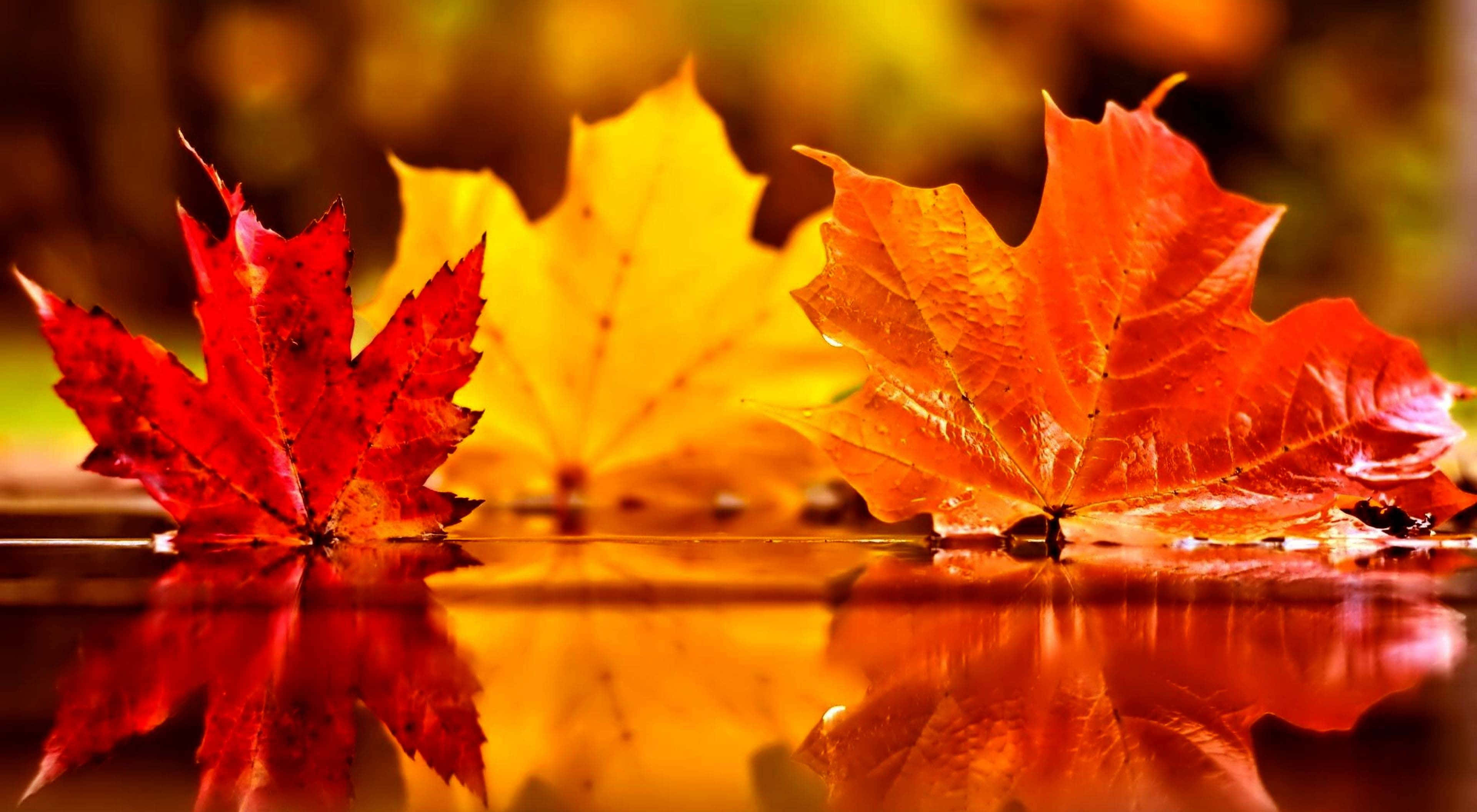 November Fall, red maple leaves, yellow maple leaves, 4K Desktop Wallpaper