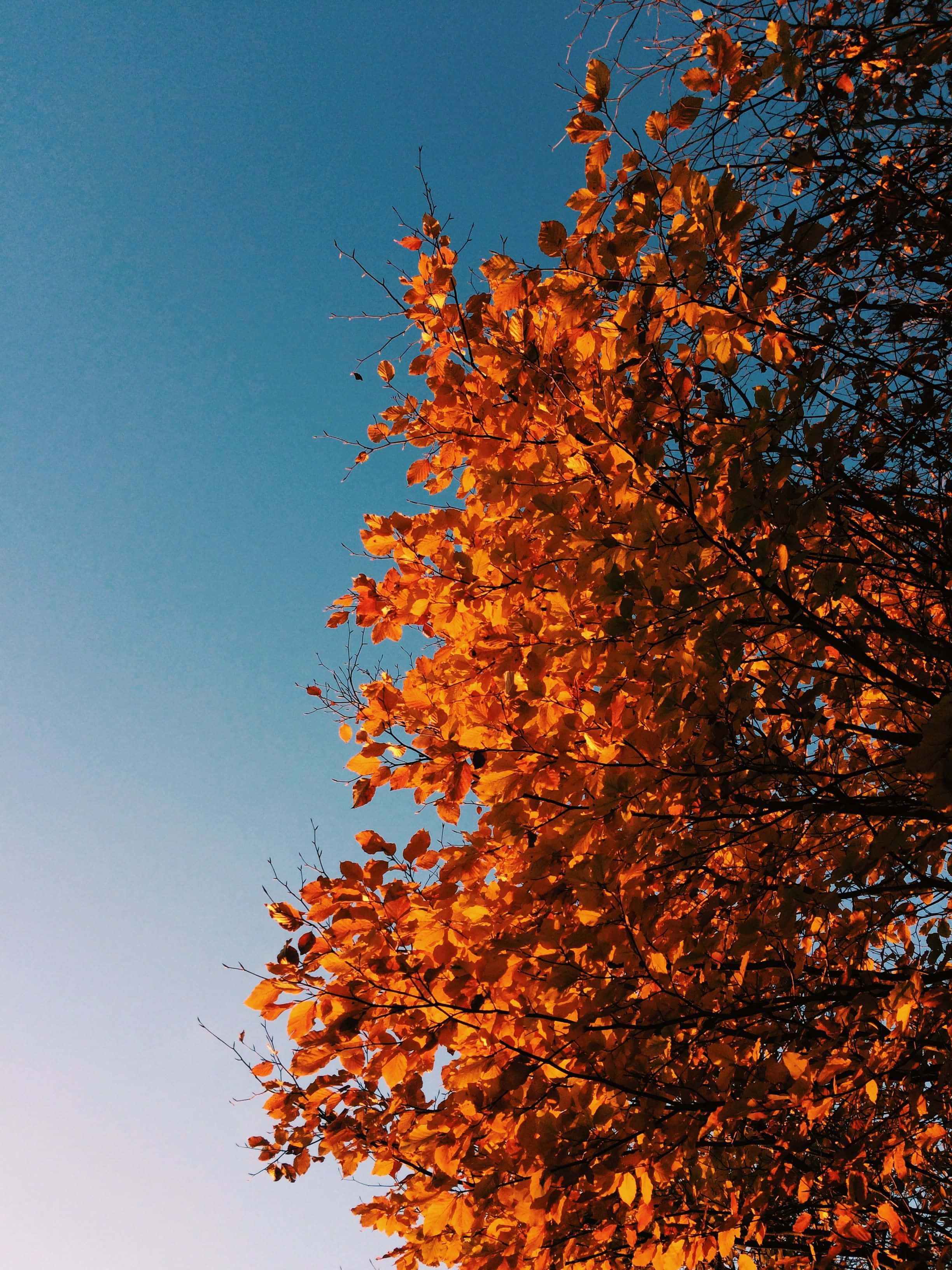 November Fall, orange leaves, clear blue sky, 2K Phone Wallpaper