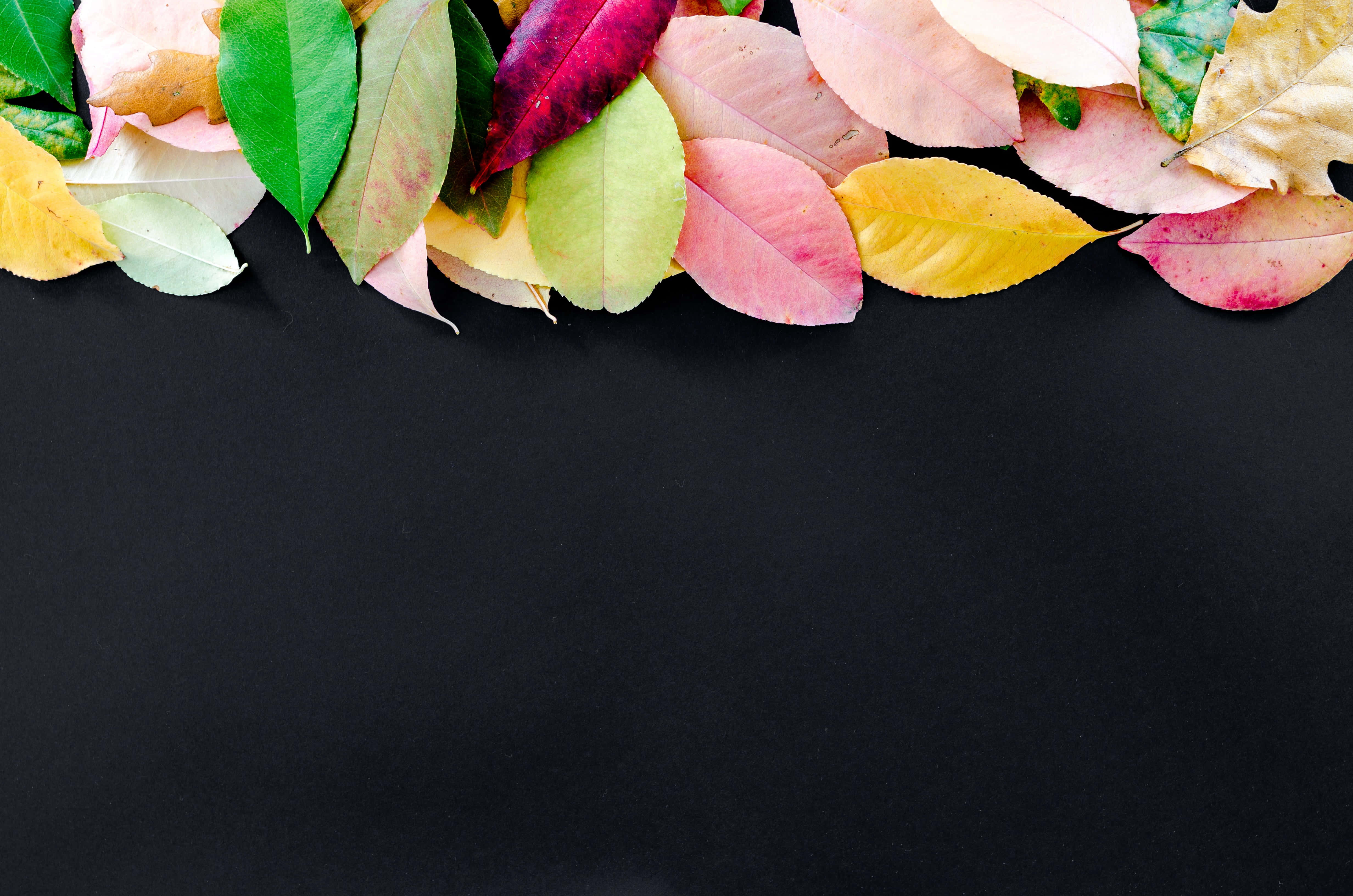 November Fall, multicolored autumn leaves, green yellow pink and red, 4K Desktop Wallpaper
