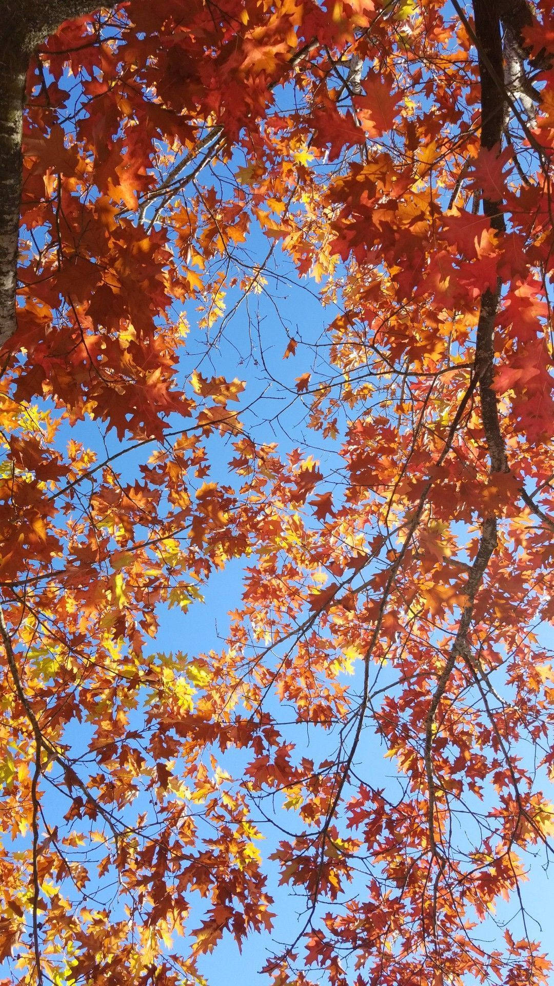 November iPhone, autumn canopy, vibrant orange, Full HD Phone Wallpaper