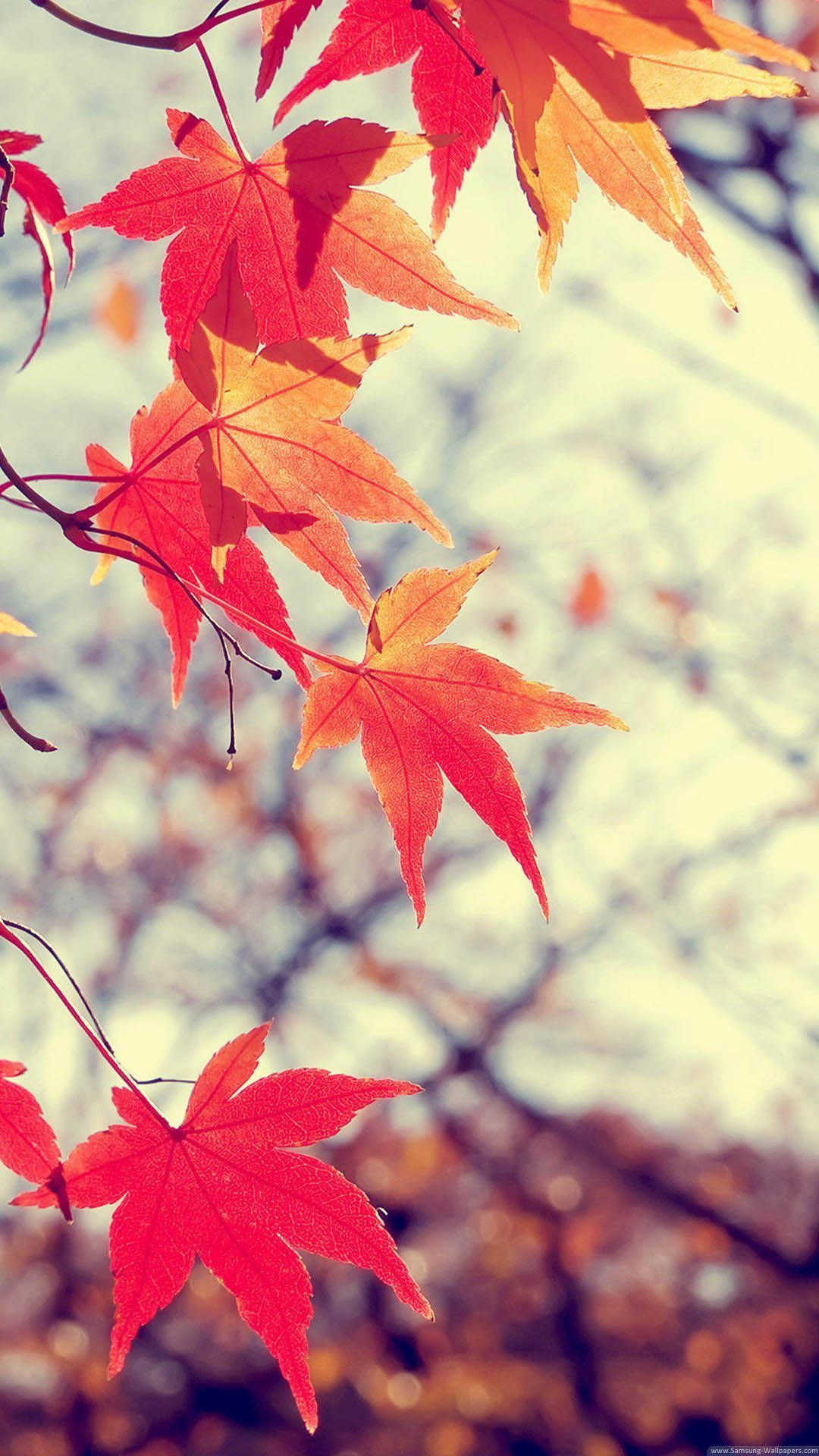 November iPhone, autumn, maple leaves, Full HD Phone Wallpaper