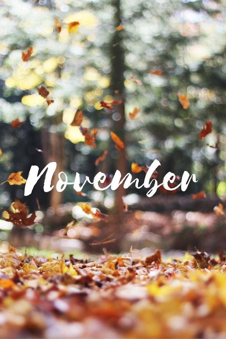 November, golden autumn leaves, sunlit forest air, SD Phone Wallpaper