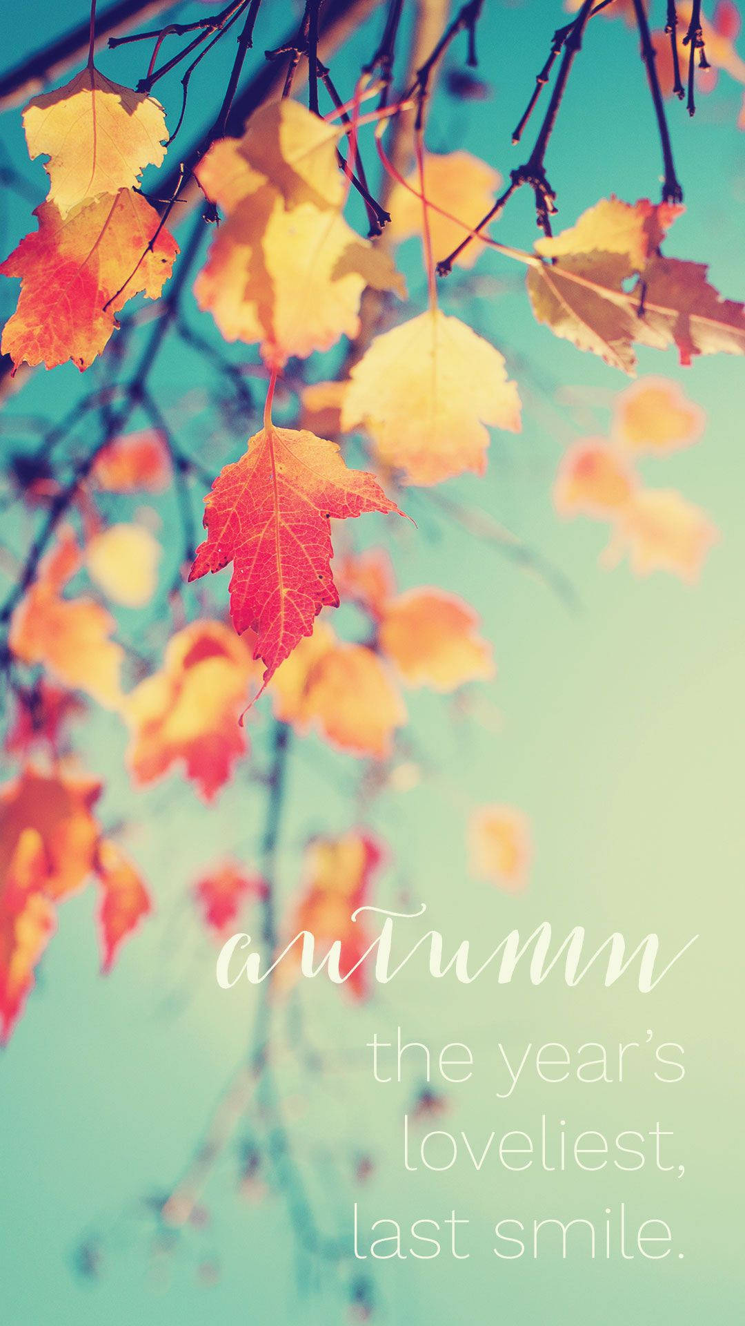 autumn leaves, warm orange and red hues, soft teal sky, Full HD Phone Wallpaper