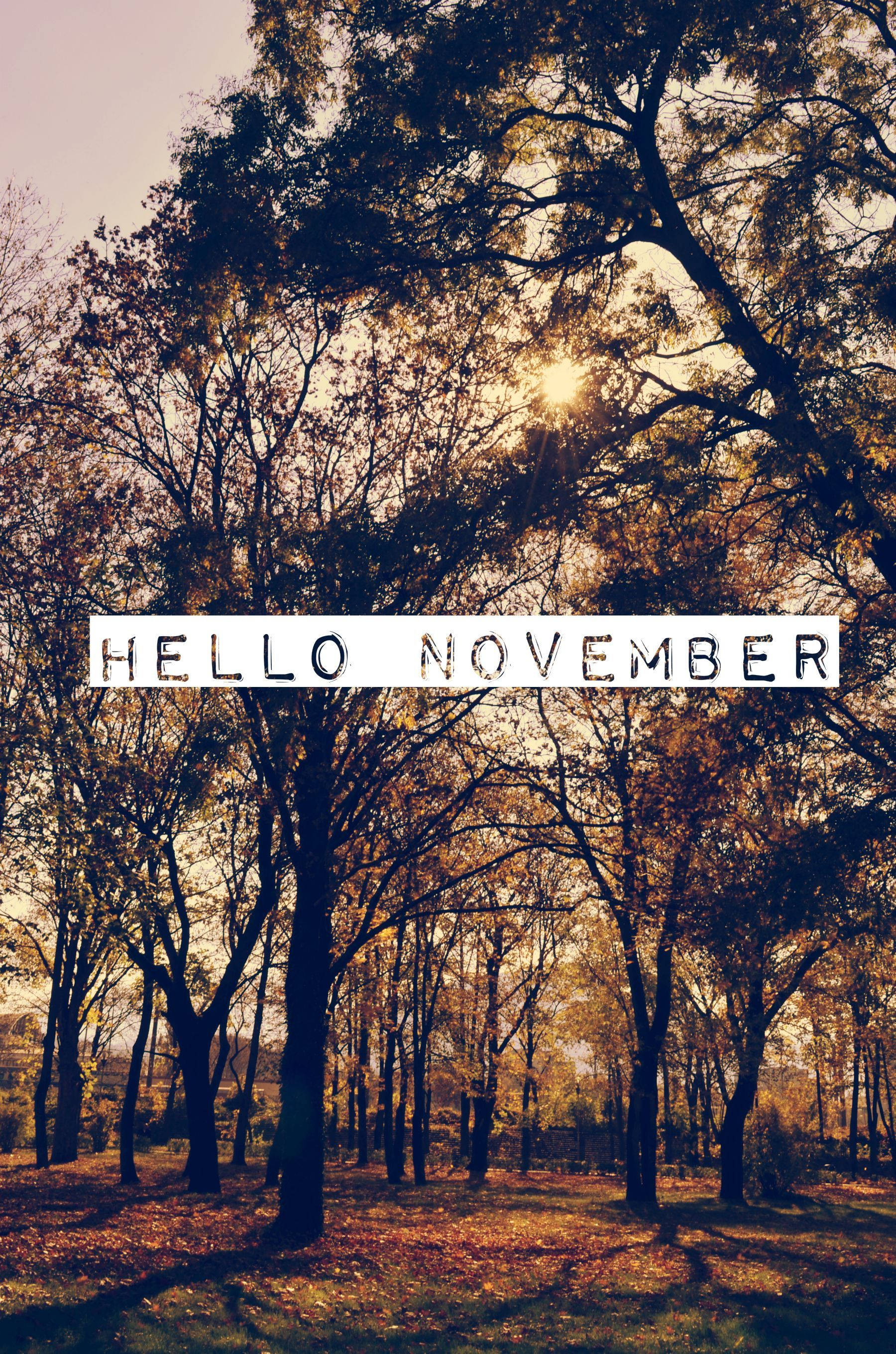 November iPhone, autumn trees, golden shadows, 2K Phone Wallpaper