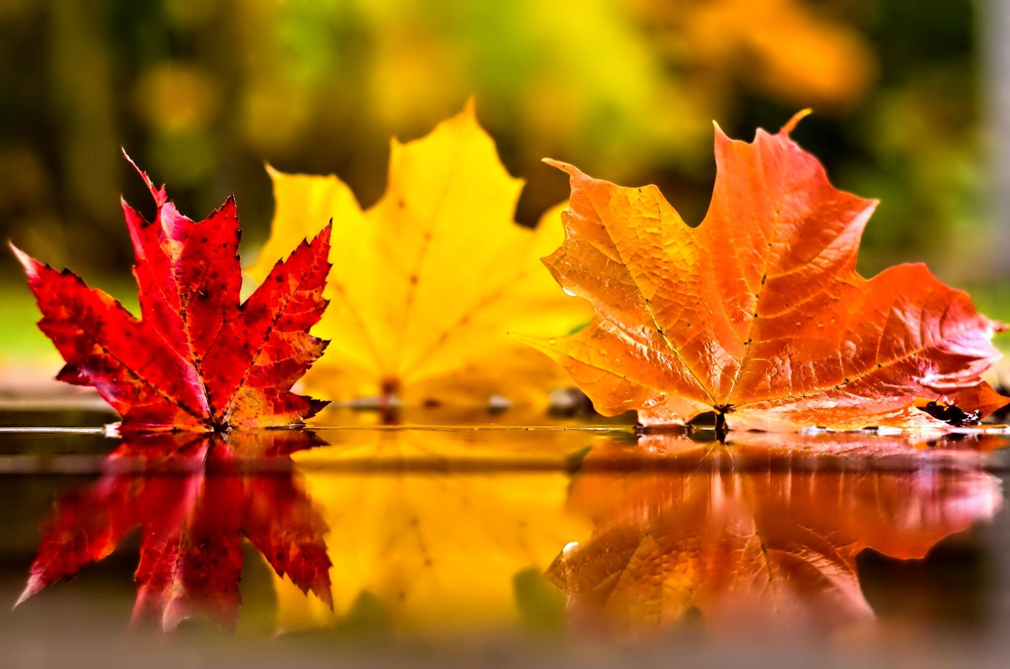 November, autumn, red maple leaves, Full HD Desktop Wallpaper