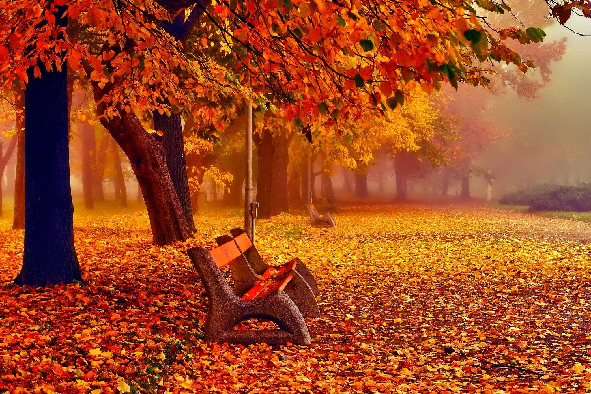 November, orange, autumn, Full HD Desktop Wallpaper