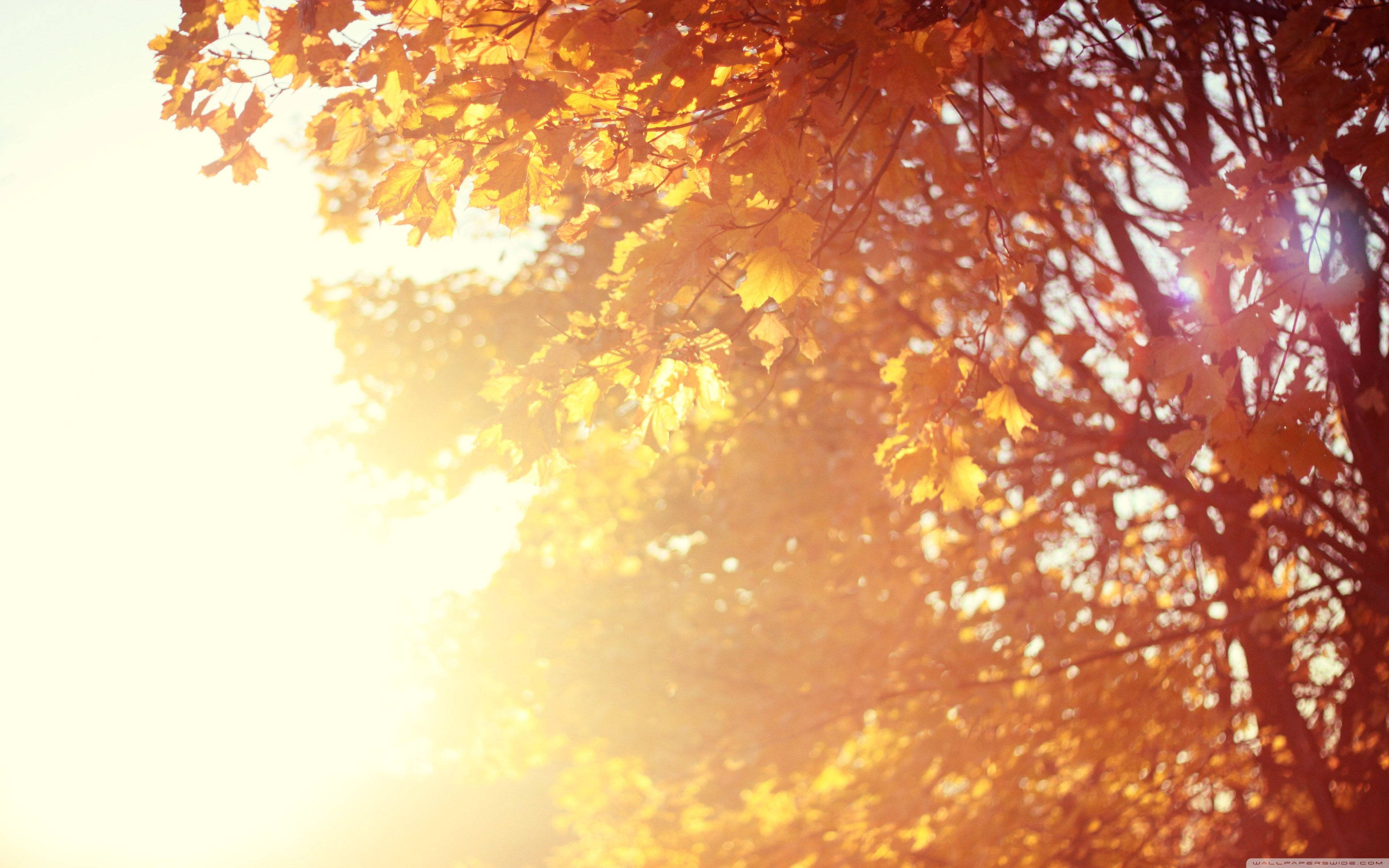 November, sun, tree, 4K Desktop Wallpaper