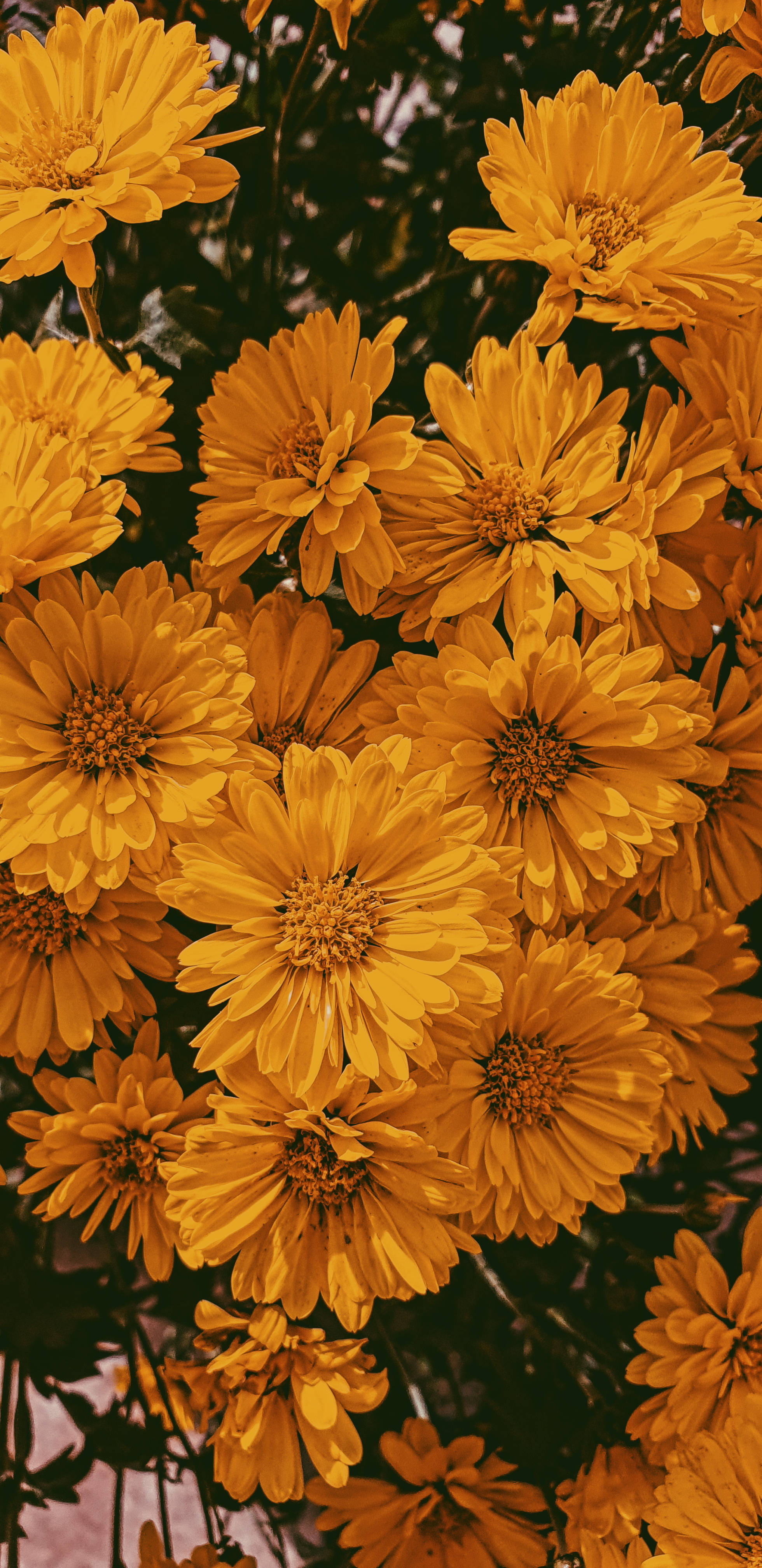 November, fall yellow daisies, golden chrysanthemums, 4K Phone Wallpaper