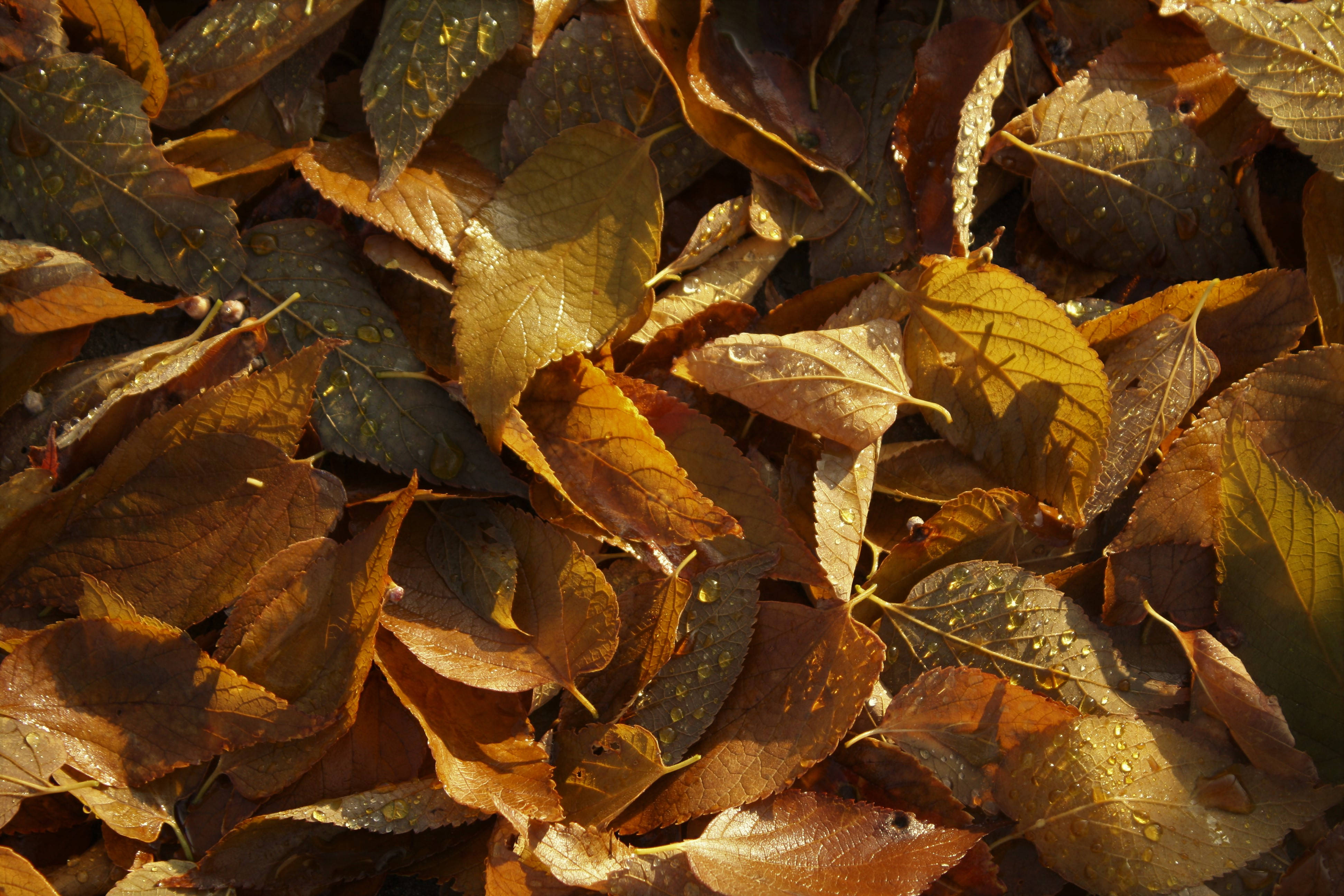 November, autumn leaves pile, amber, 4K Desktop Wallpaper