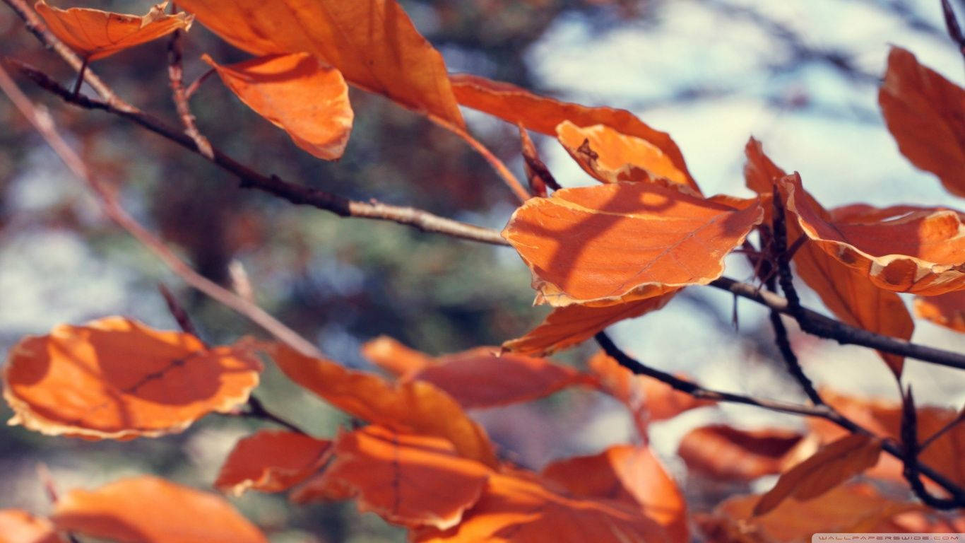 November, orange leaves, autumn leaves, HD Desktop Wallpaper