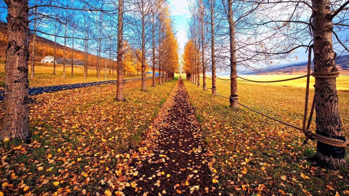 November, countryside path, bare trees, HD Desktop Wallpaper