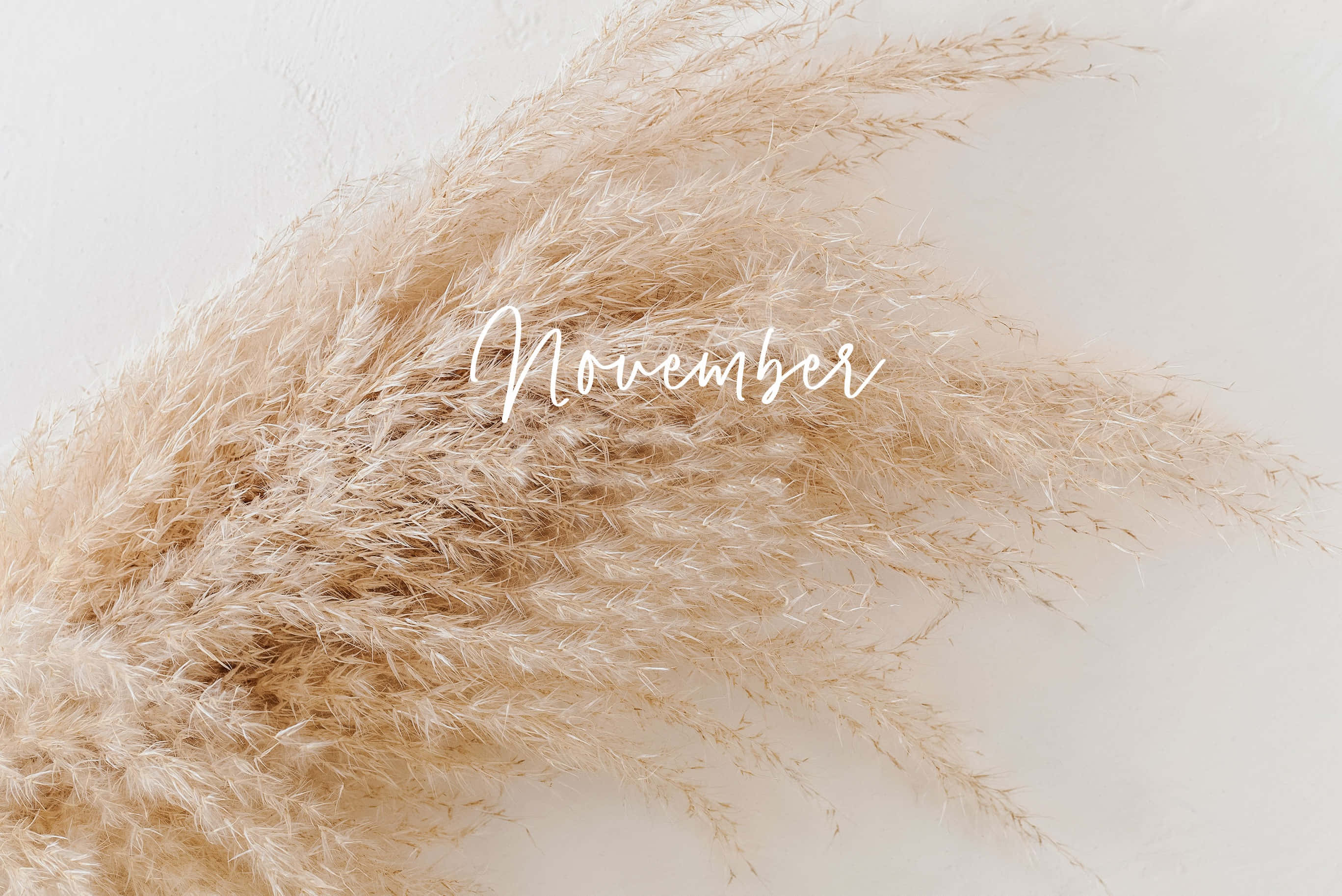 Palm November, beige, cursive November text, 2K Desktop Wallpaper